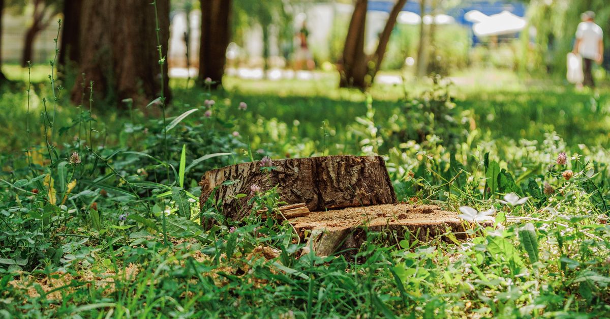 A Step-by-Step Guide to Mechanical Stump Grinding
