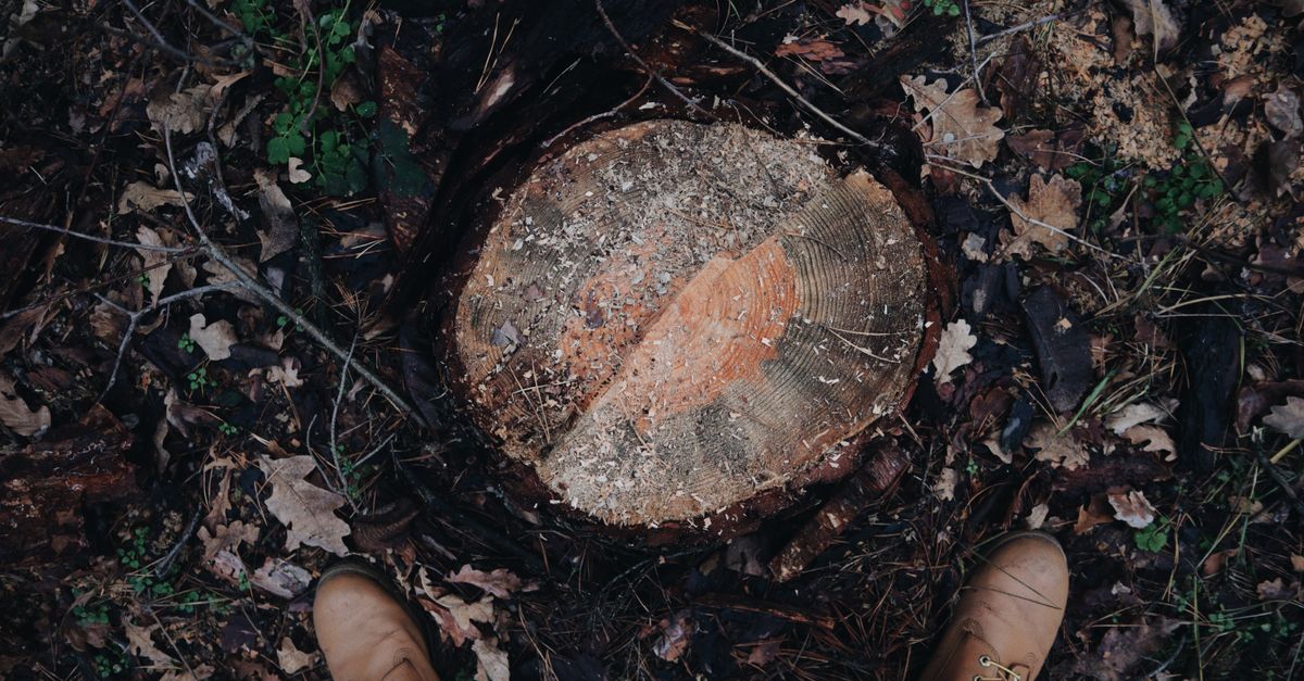 Affordable Solutions for Stump Removal in Cairns