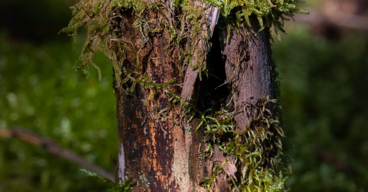 Assessing the Condition of Surrounding Landscape for Cost Estimates