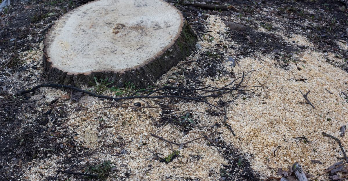 Assessing the Financial Impact of Hiring Experts for Stump Removal