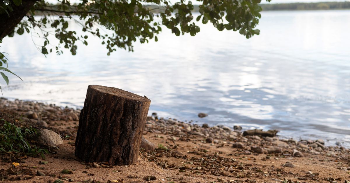 Budgeting for DIY Stump Removal in the Cairns Region