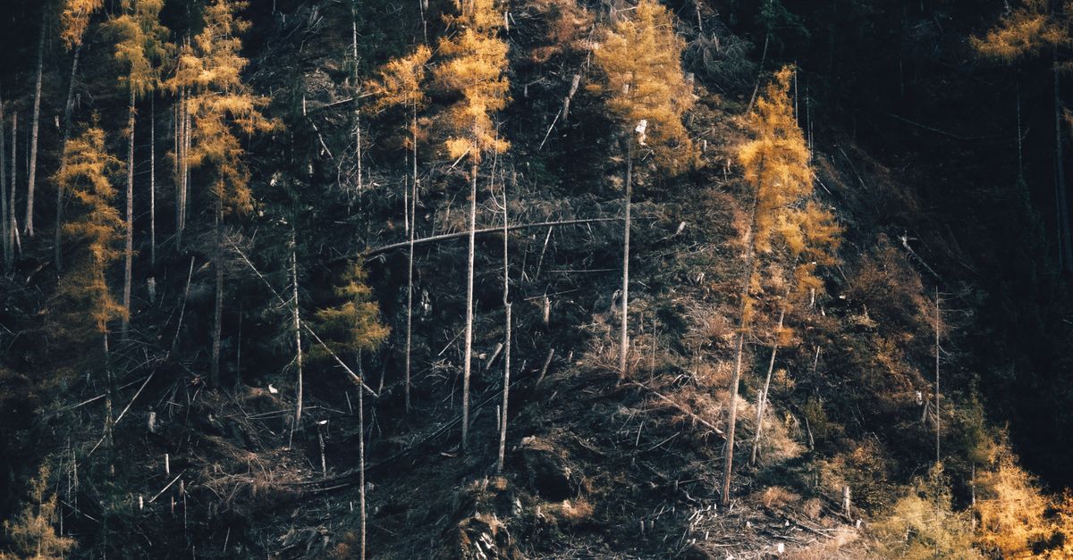 Choosing the Right Brush Cutter for Stump Clearing
