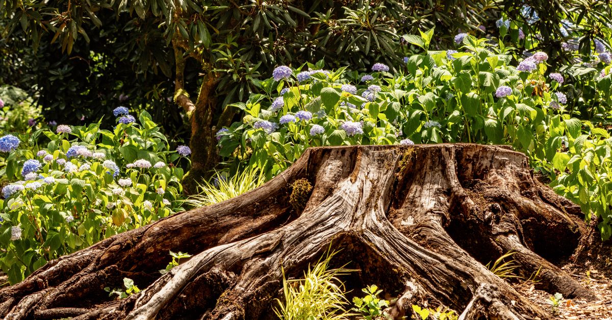 Choosing the Right Chemical for Efficient Stump Removal