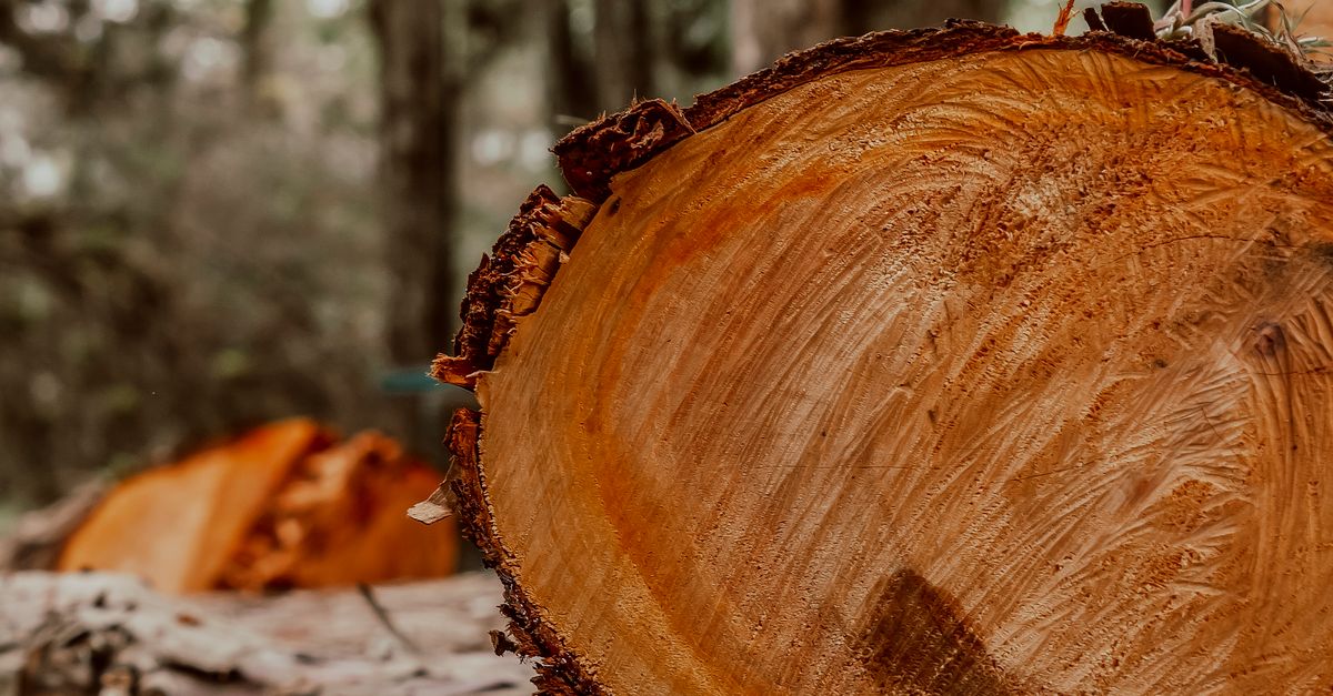 Choosing the Right Stump Grinder for Your Cairns Landscape