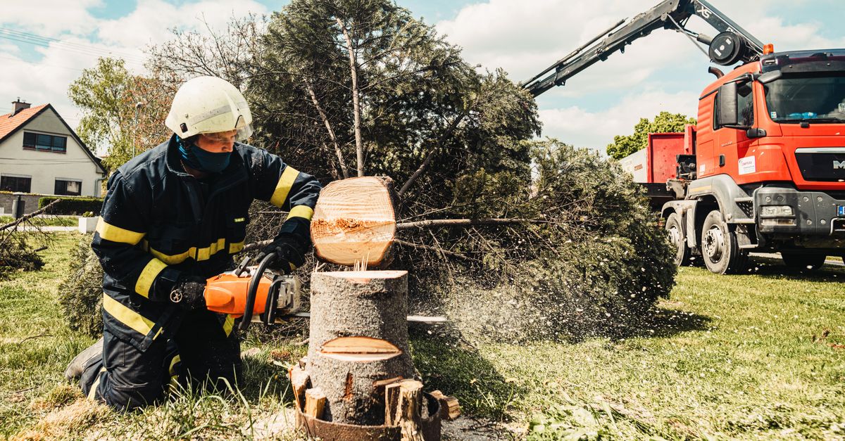 Choosing the Right Time for Stump Burning
