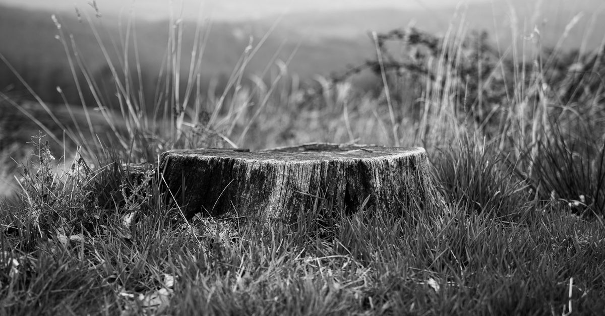 Comparing Commercial Chemical Stump Removers