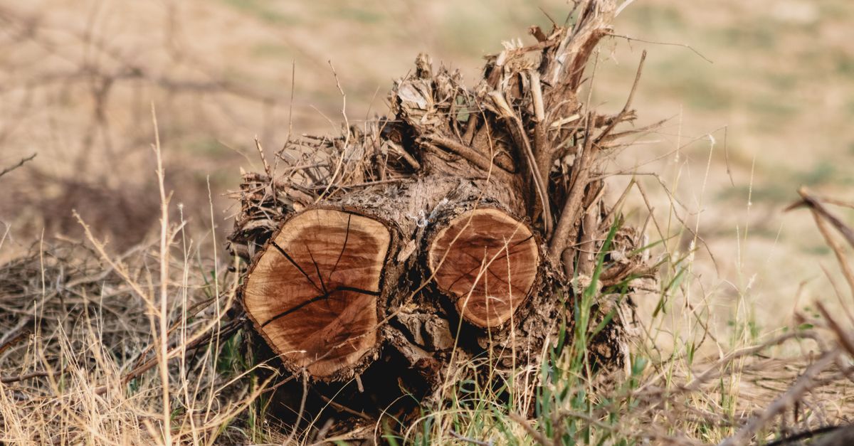 Comparing Costs: Low-Cost Stump Removal Techniques