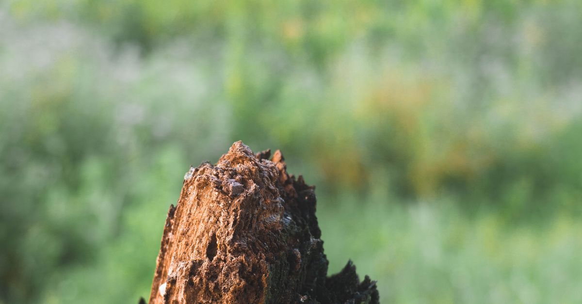 Cost-Efficient Strategies for Stump Removal in Tropical Cairns