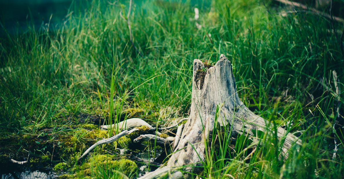Effective Chainsaws for Stump Removal in Cairns