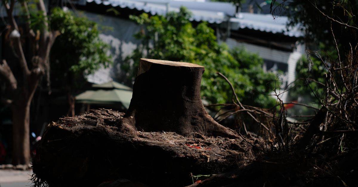 Equipment Needed for Burning Stumps Efficiently