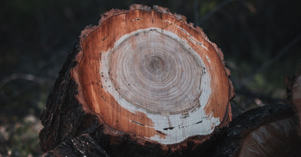Essential Maintenance Tips for Stump Grinding Machinery