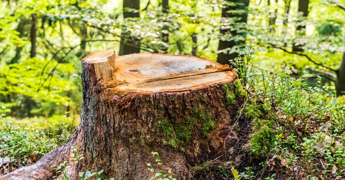 Essential Steps for Successful Stump Removal Without Machinery