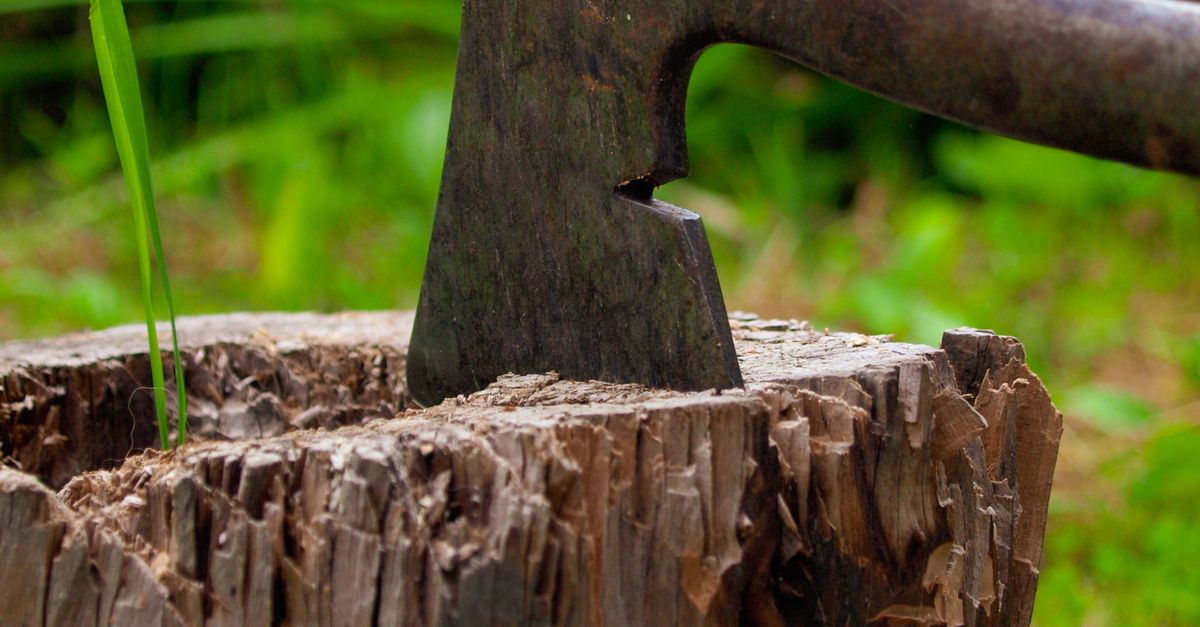 Estimating Stump Removal Costs: A Cairns Perspective