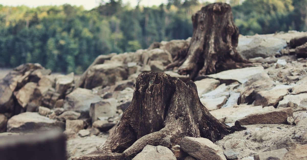 Evaluating the Distance from Stump to Equipment Access
