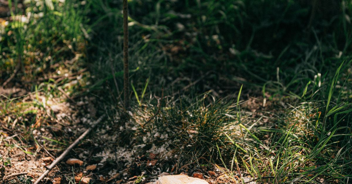 Footwear Recommendations for Safe Stump Excavation