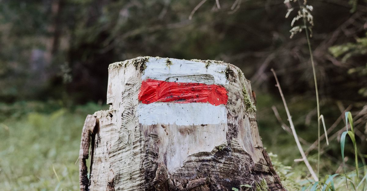 Hand Tool Requirements for DIY Stump Removal in Cairns
