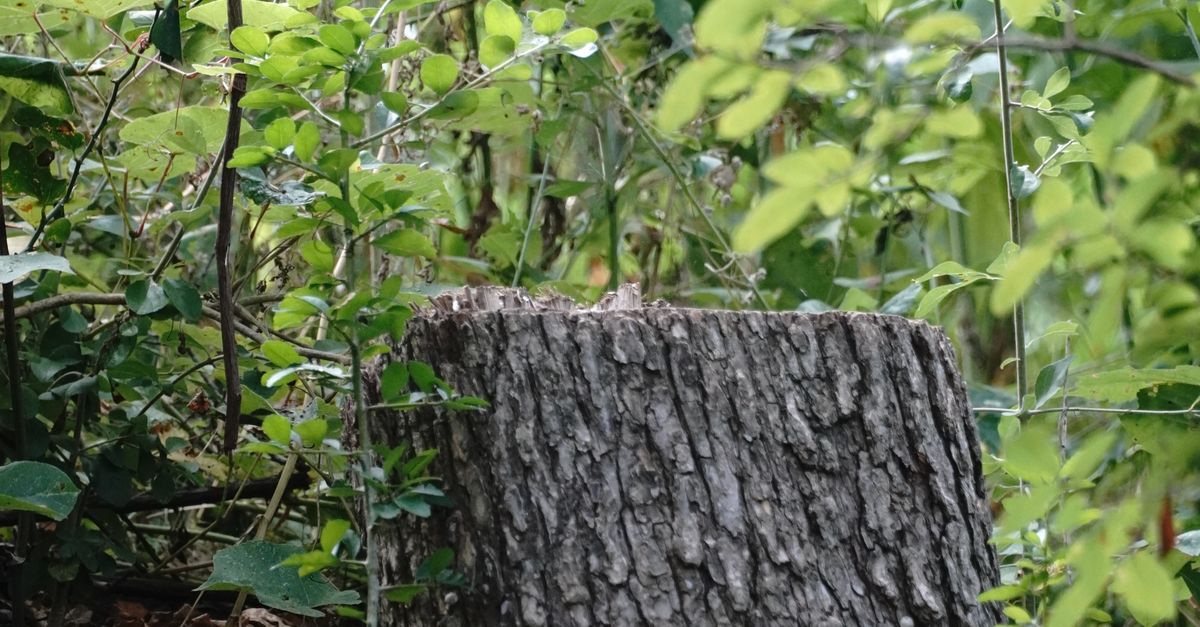 How to Monitor and Control Your Stump Burning Process