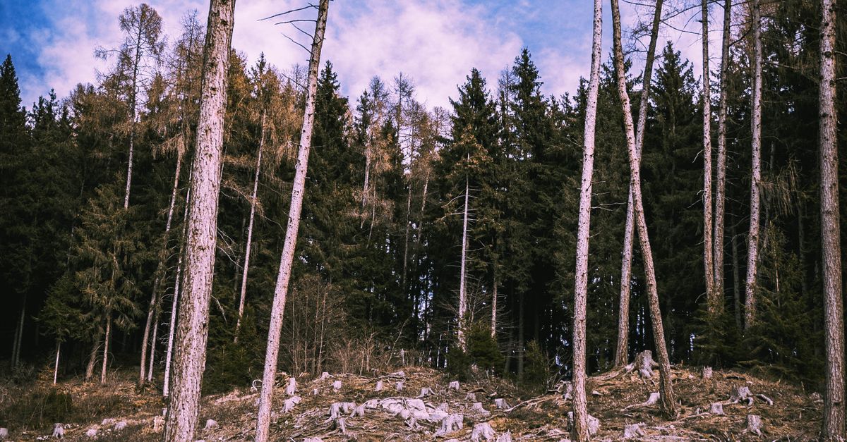 How to Prepare Your Yard for Mechanical Stump Grinding