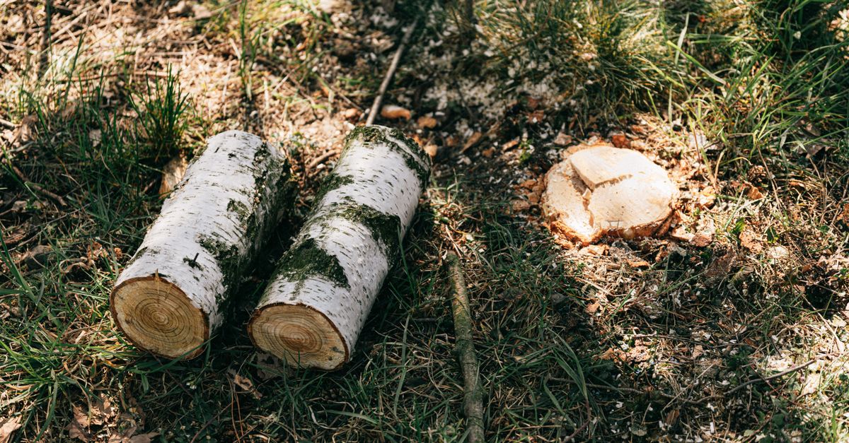 How to Select the Best Chemical for Stump Removal
