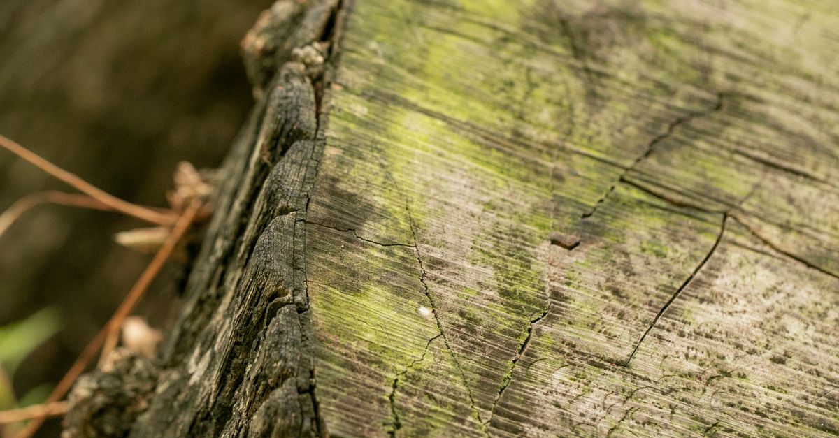Impacts of Tree Size on Stump Removal Costs in Cairns