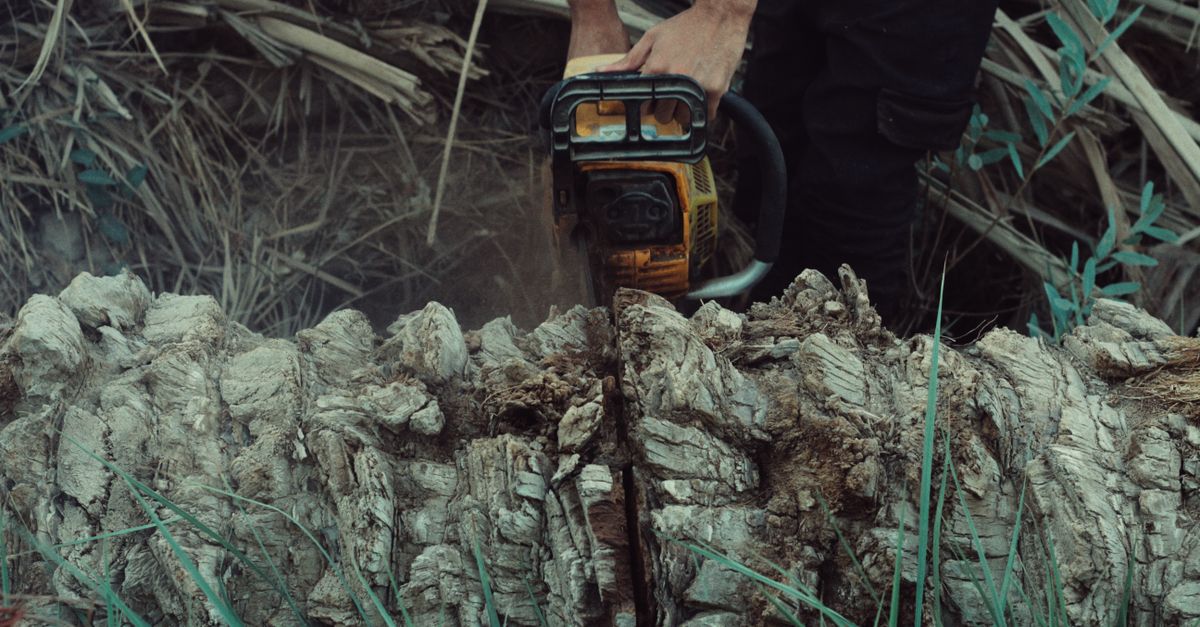Labour Costs Associated with Stump Removal in Cairns