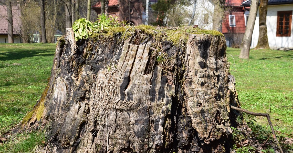 Legal Considerations for Stump Burning in Cairns