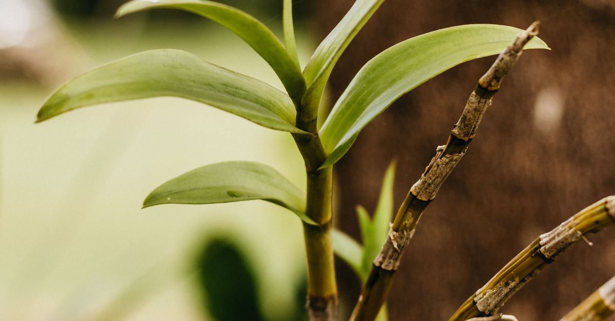 Long-term Effects of Chemical Stump Removal on Soil Health