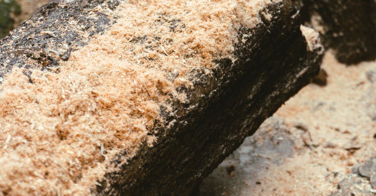Maintenance of Hand Tools for Optimal Stump Removal Performance