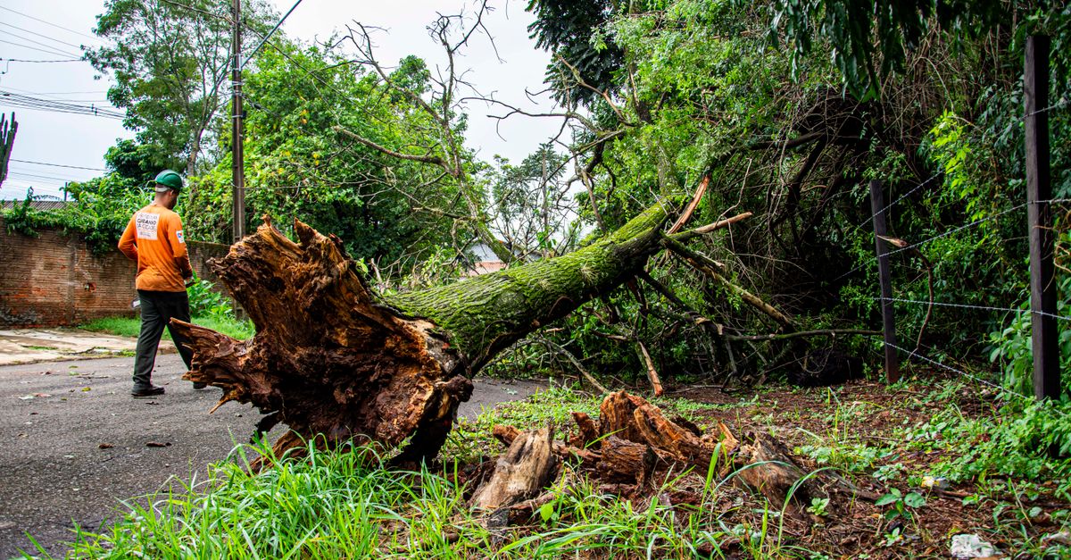 Maximising Value: Affordable Stump Removal Services in Cairns