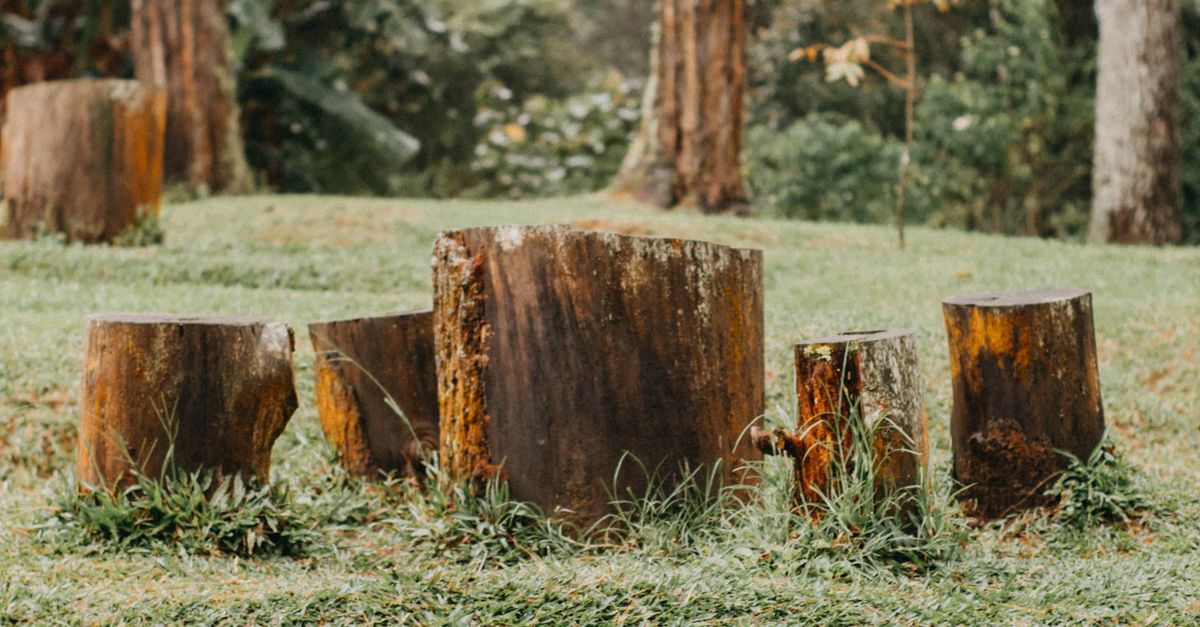 Natural Chemical Alternatives for Stump Removal