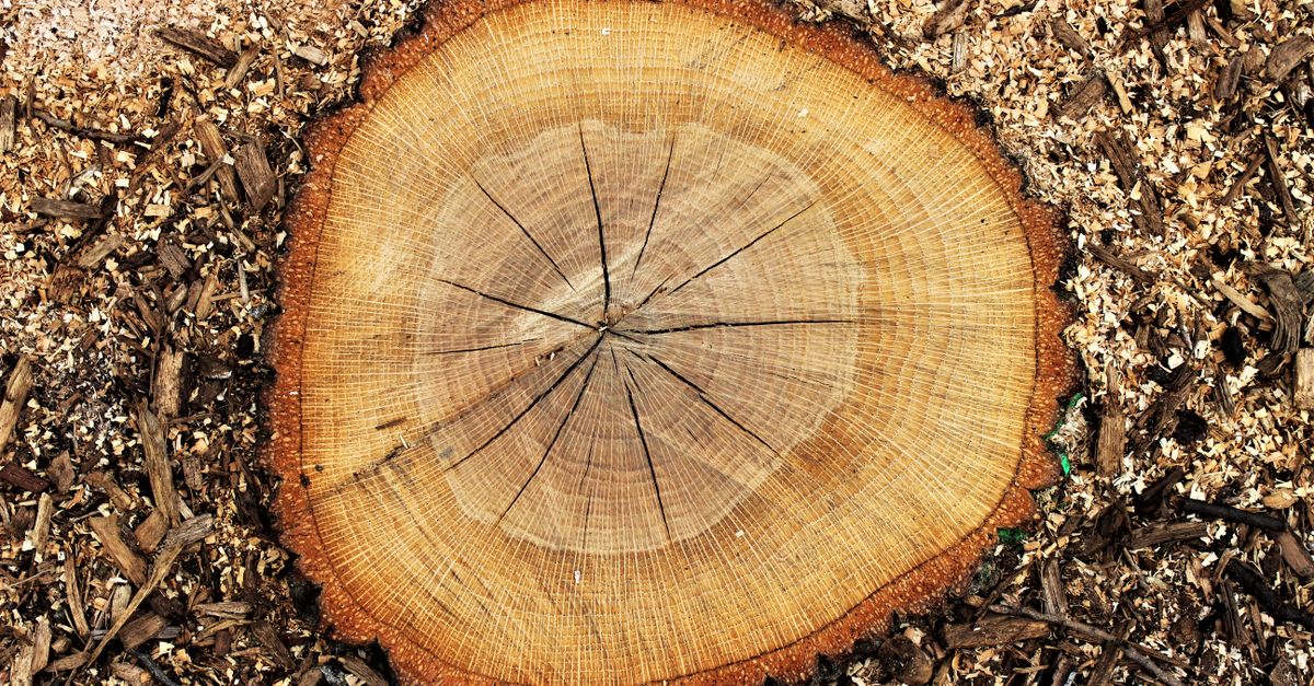 Preparing Your Stump for a Controlled Burn