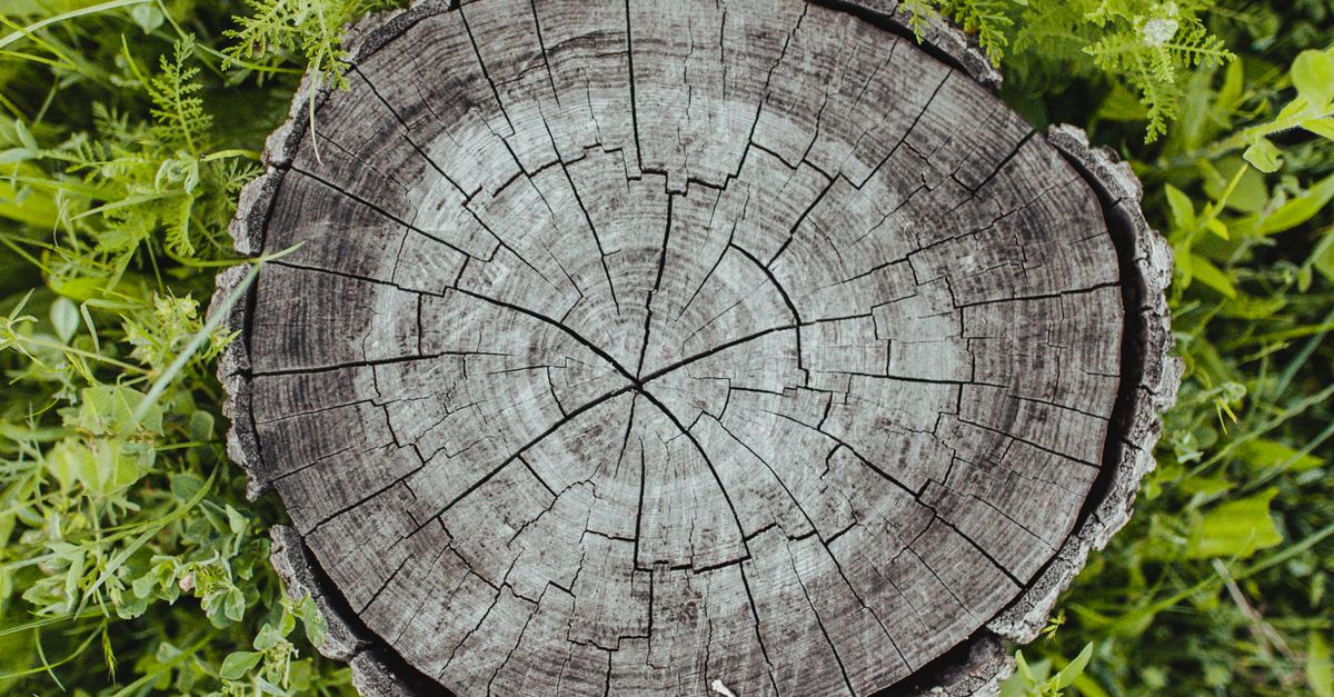 Safety Precautions When Using Chemical Stump Removers