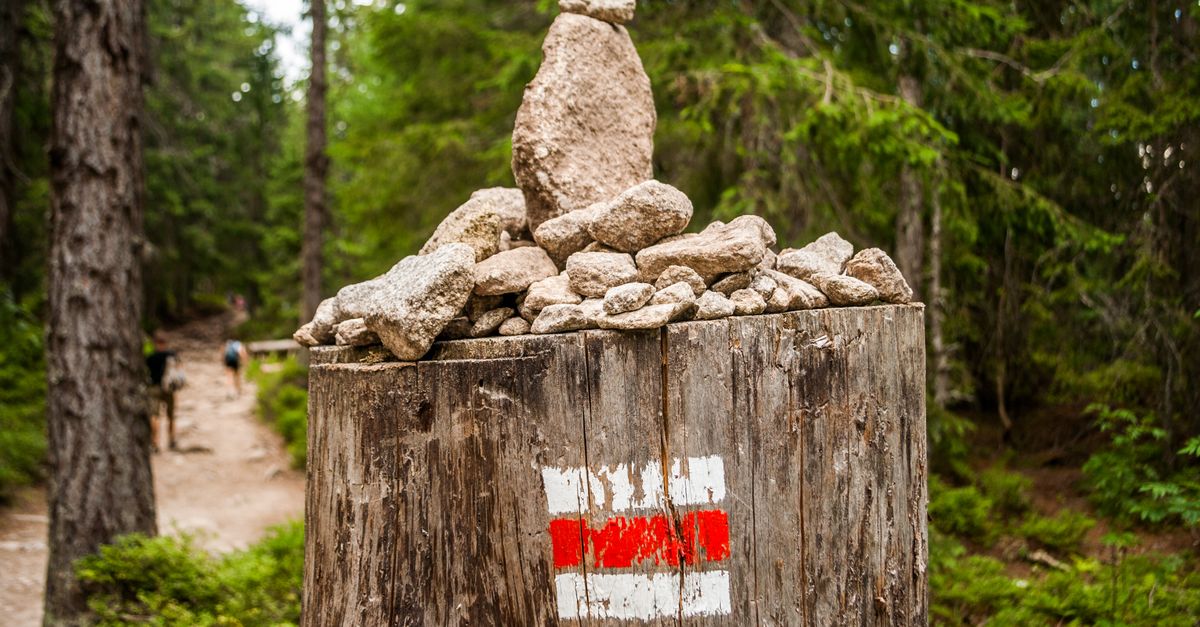 Safety Tips When Using Hand Tools for Stump Removal