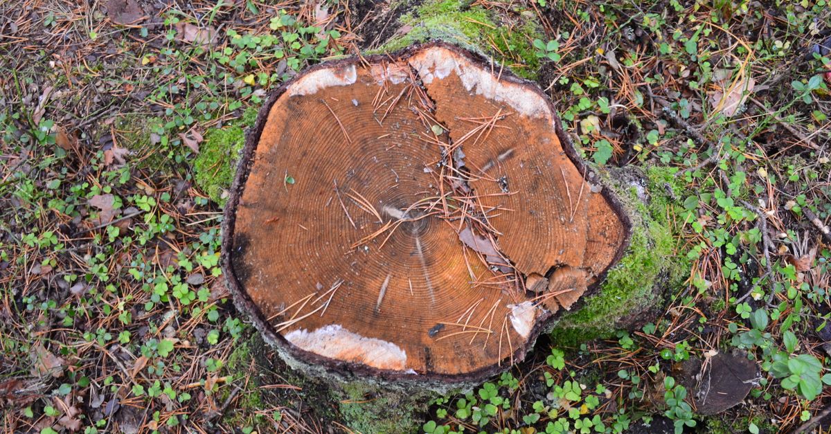 Saving Money on Stump Removal: Tips for Cairns Residents