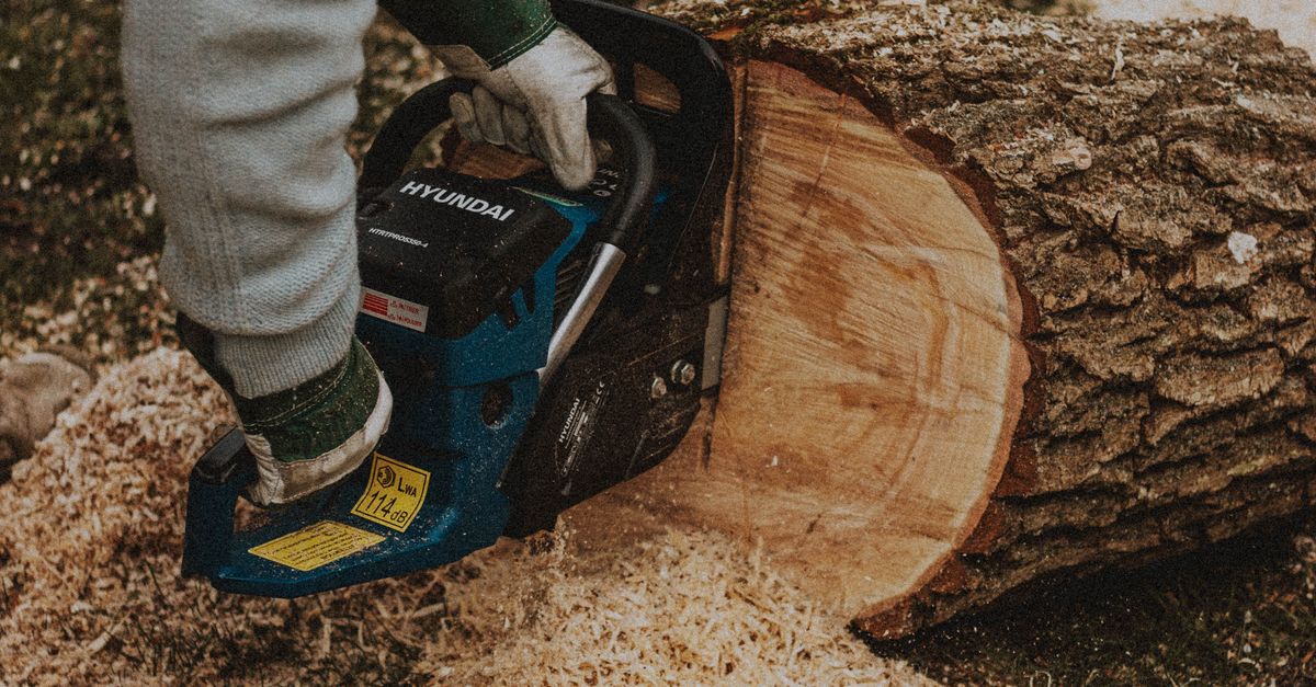 Seasonal Variations in Stump Removal Pricing