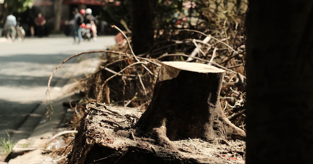 Step-by-Step Guide to Using Epsom Salt for Stump Elimination