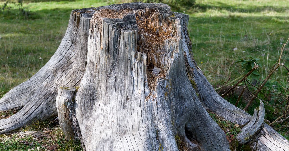 Strategic Planning for Cost-Effective Stump Removal Projects