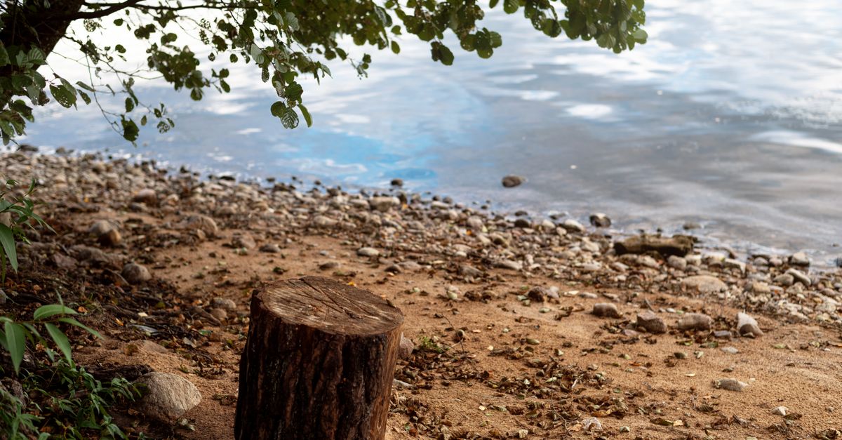 The Effectiveness of Hydrogen Peroxide in Stump Removal