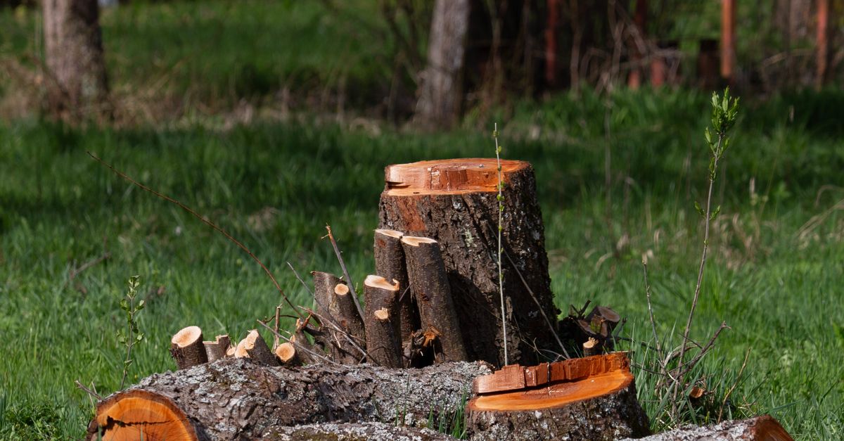 The Impact of Weather on Mechanical Stump Grinding Efficiency