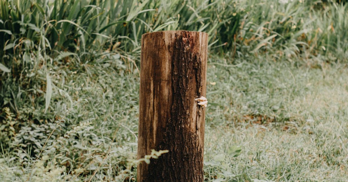 The Influence of Stump Removal Technique on Overall Costs
