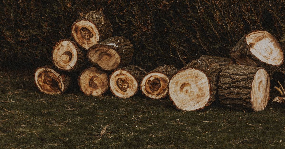 The Pros and Cons of Burning Stumps in Cairns