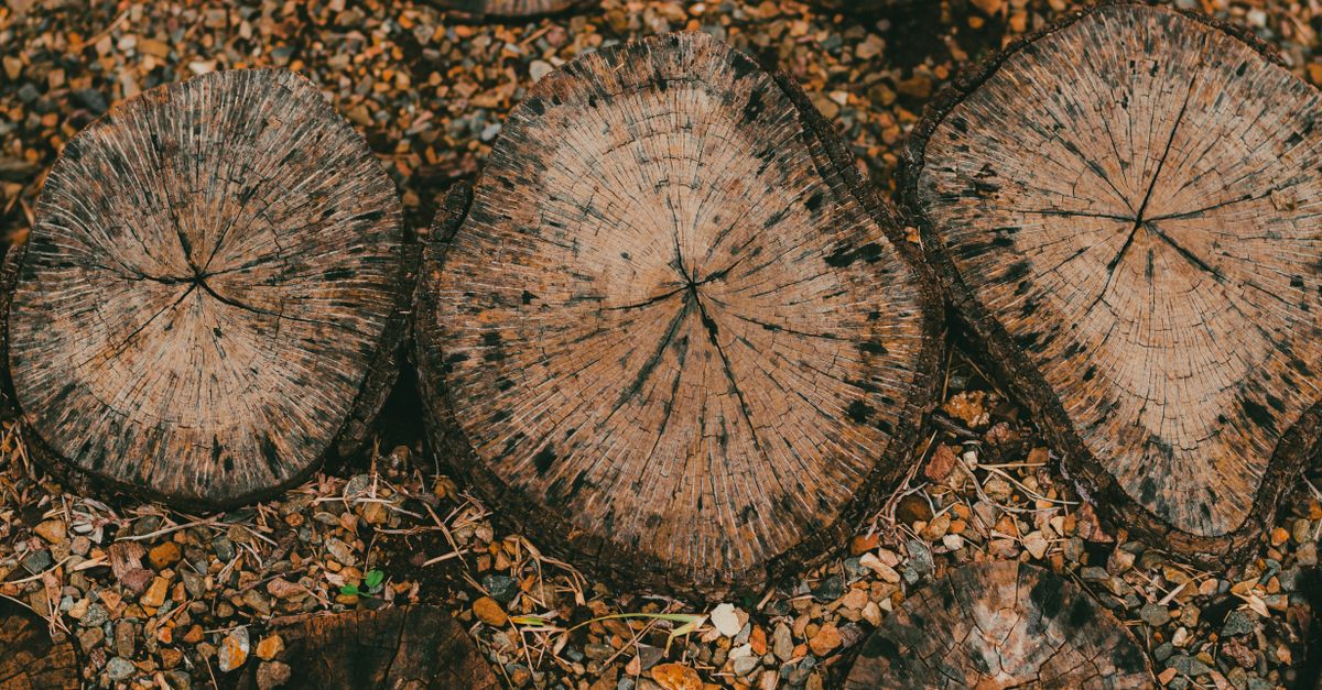 The Ultimate Guide to Choosing Hand Tools for Stump Removal