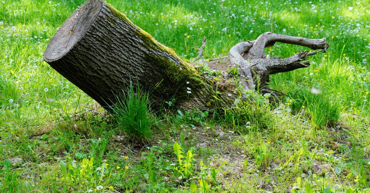 Timeframe for Stump Decomposition Using Epsom Salt
