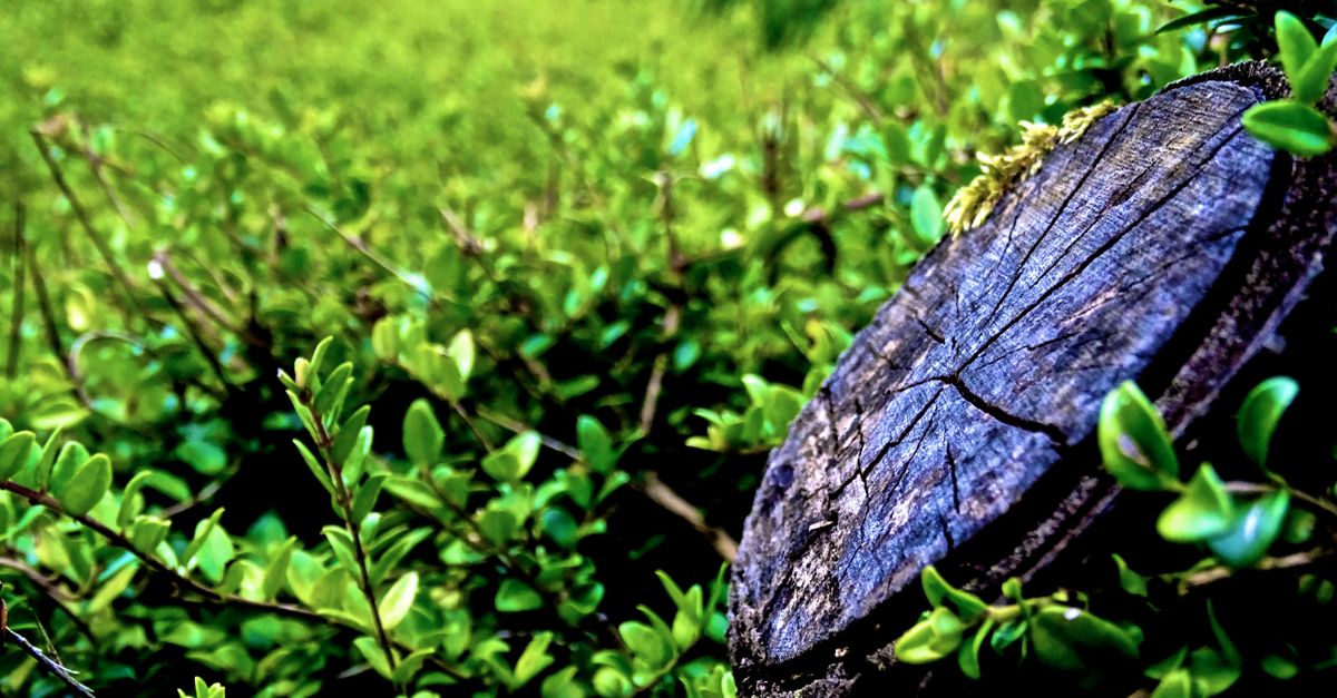 Top Protective Equipment for Stump Removal Tasks