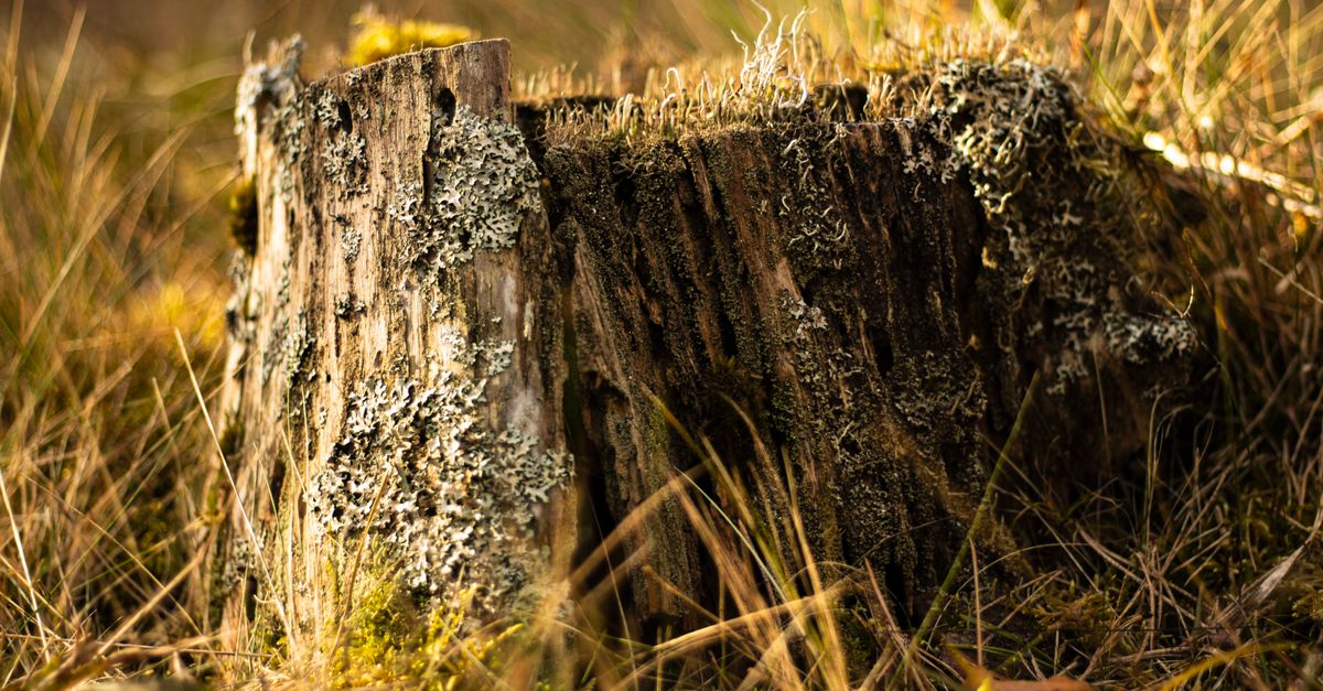 Understanding the Chemical Stump Removal Process in Cairns
