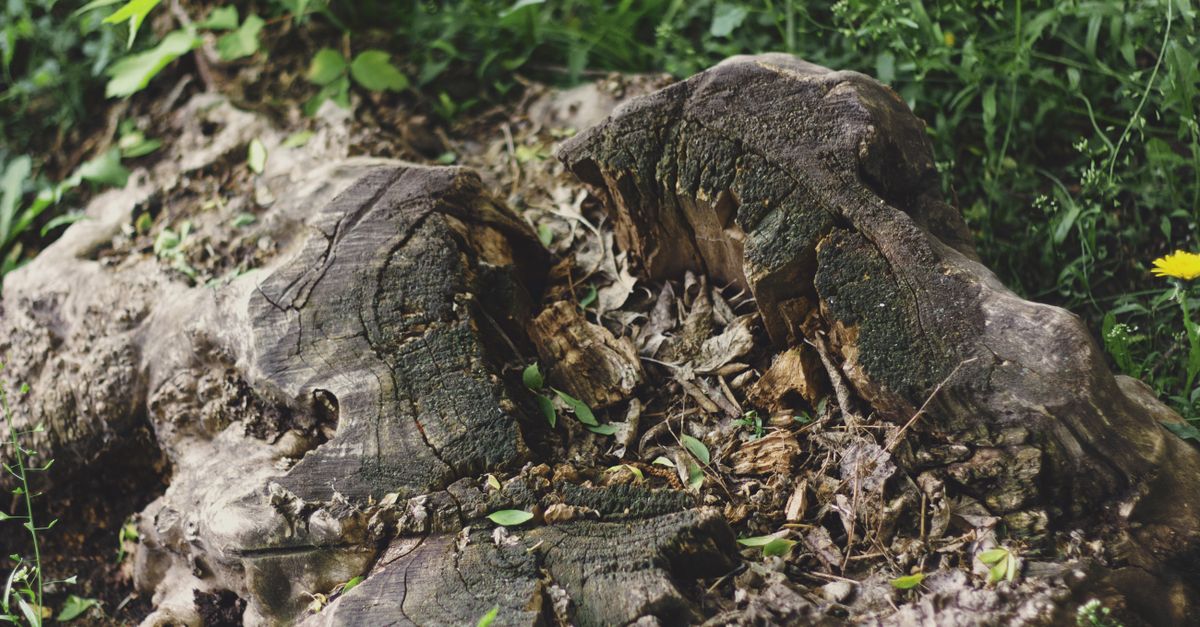 Understanding the Environmental Impact of Burning Stumps