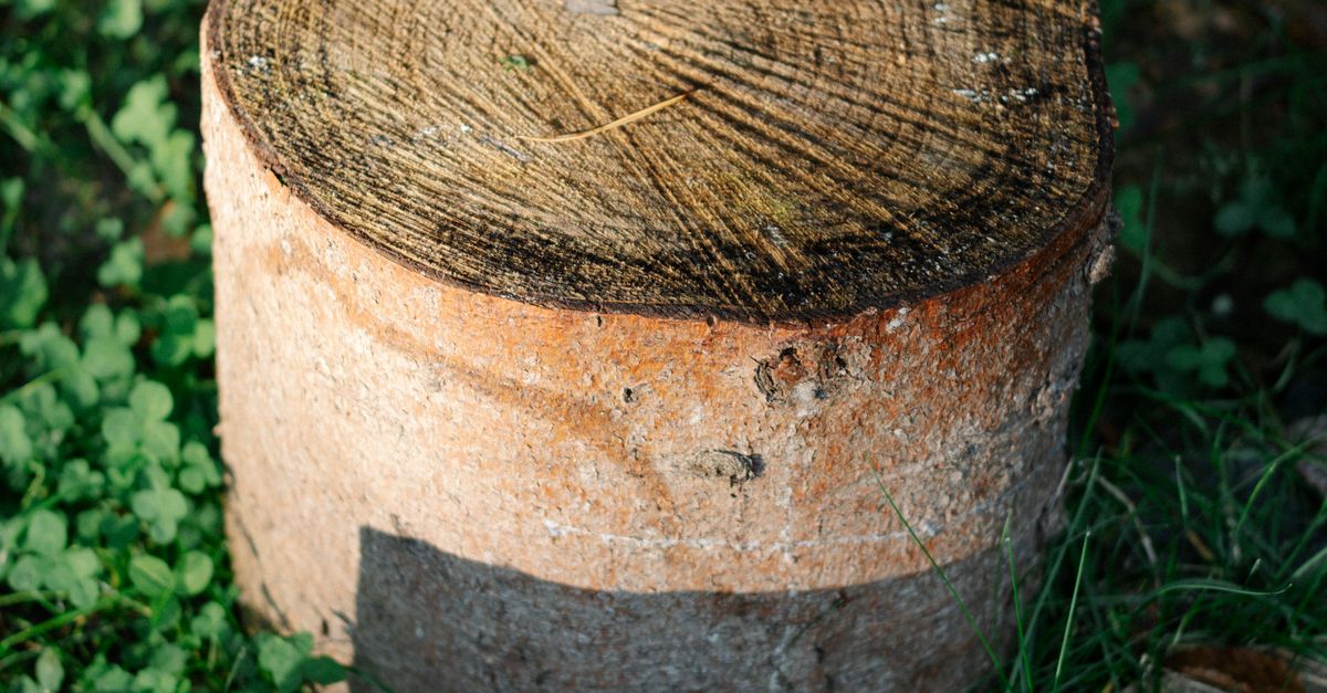 Understanding the Mechanics of Stump Grinding in Cairns